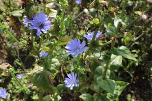 cichorium endivia (2) (1200 x 800).jpg